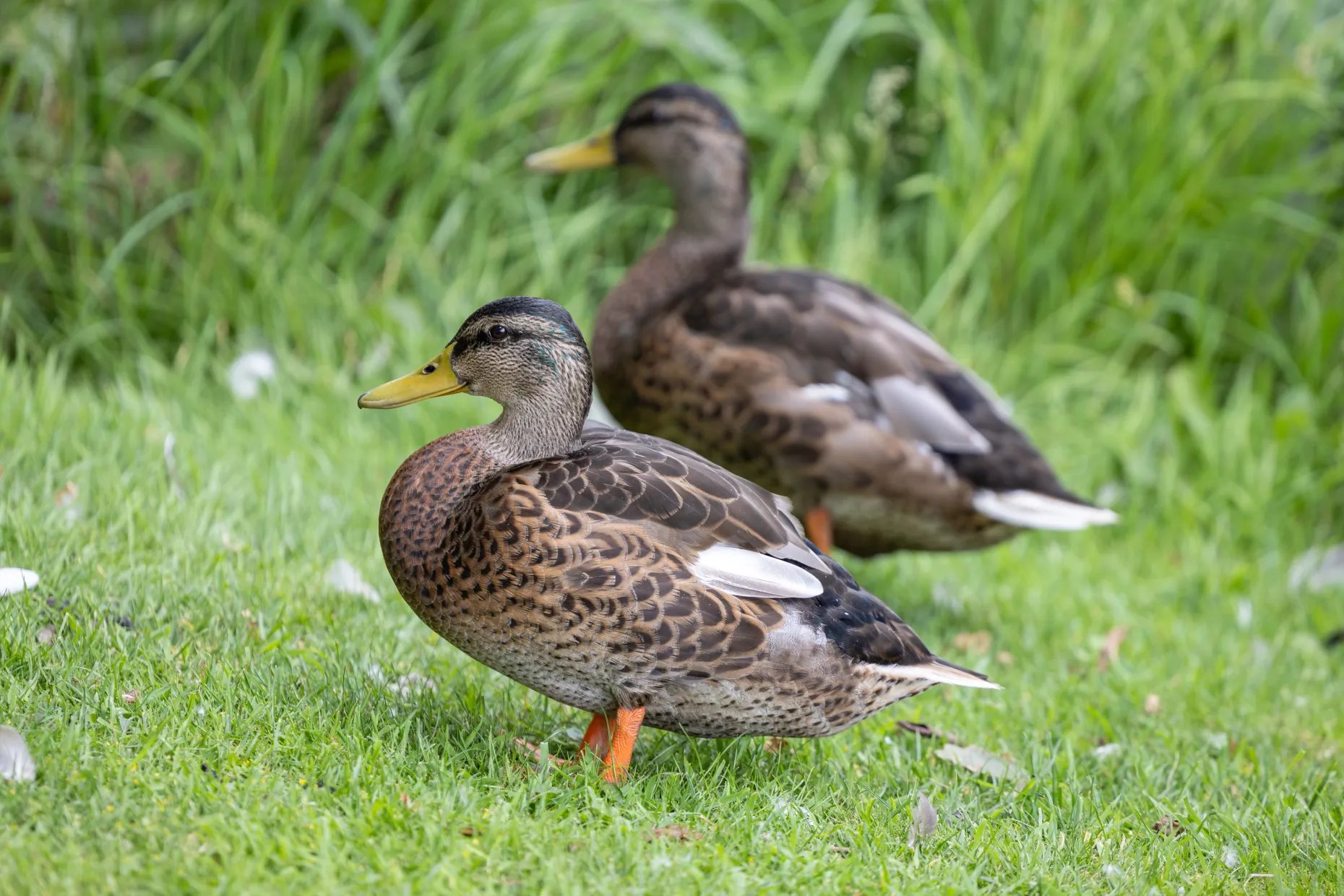 Ducks in the grounds