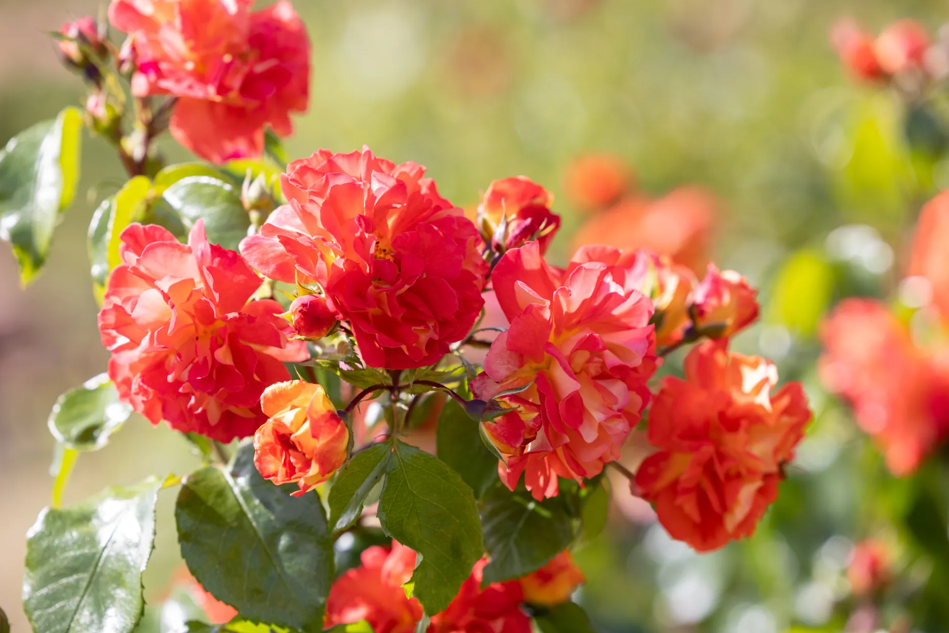 East Riding Crematorium Rose
