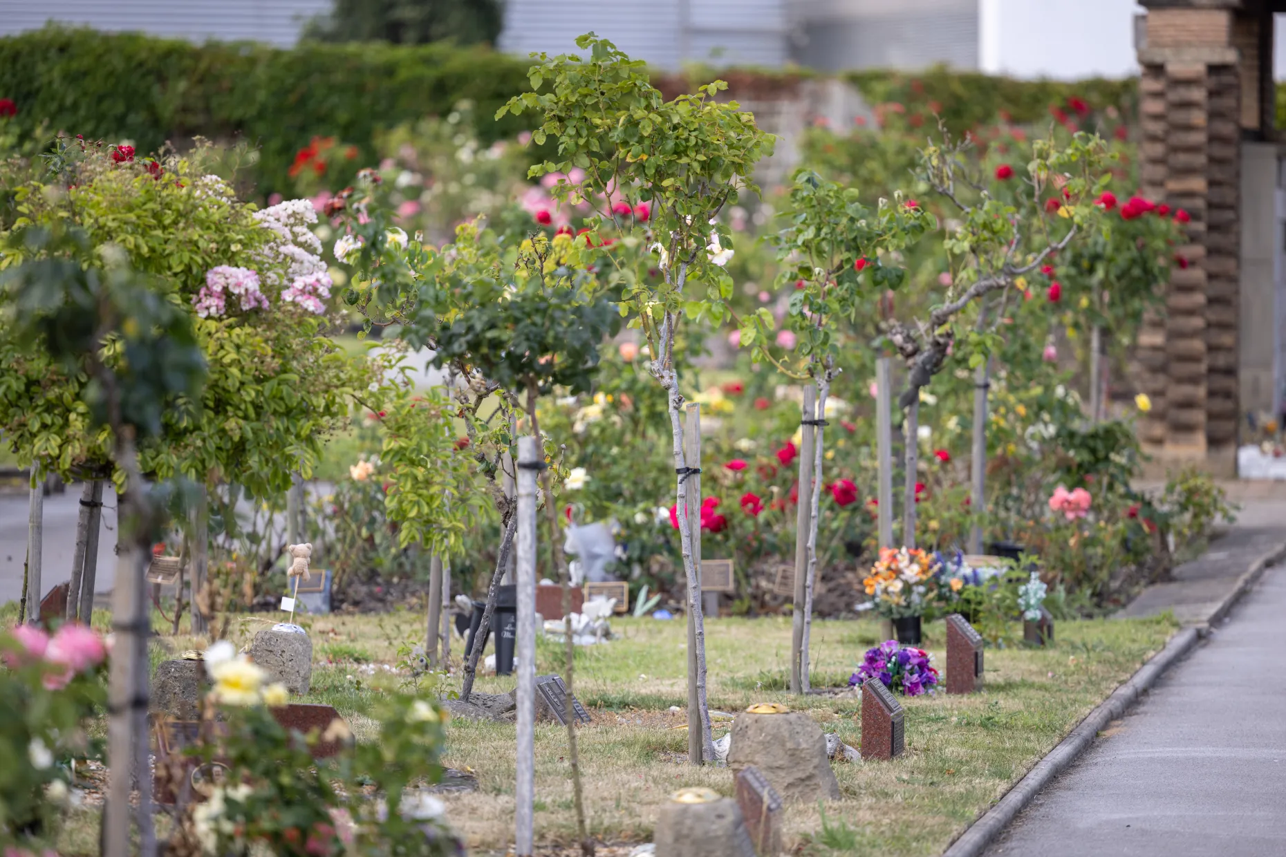 Flowers in memorial grounds