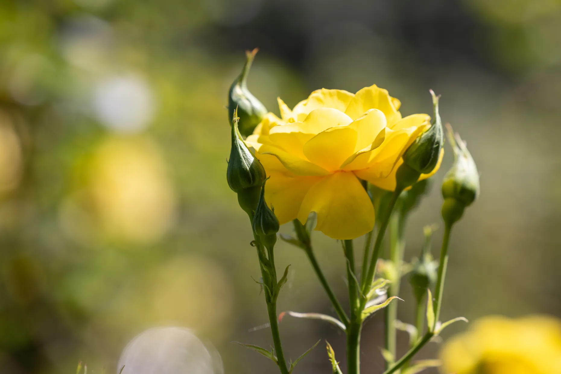 Yellow rose for remembrance