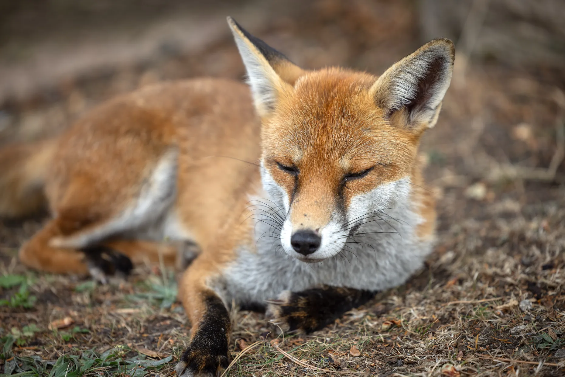 Fox resting in grounds
