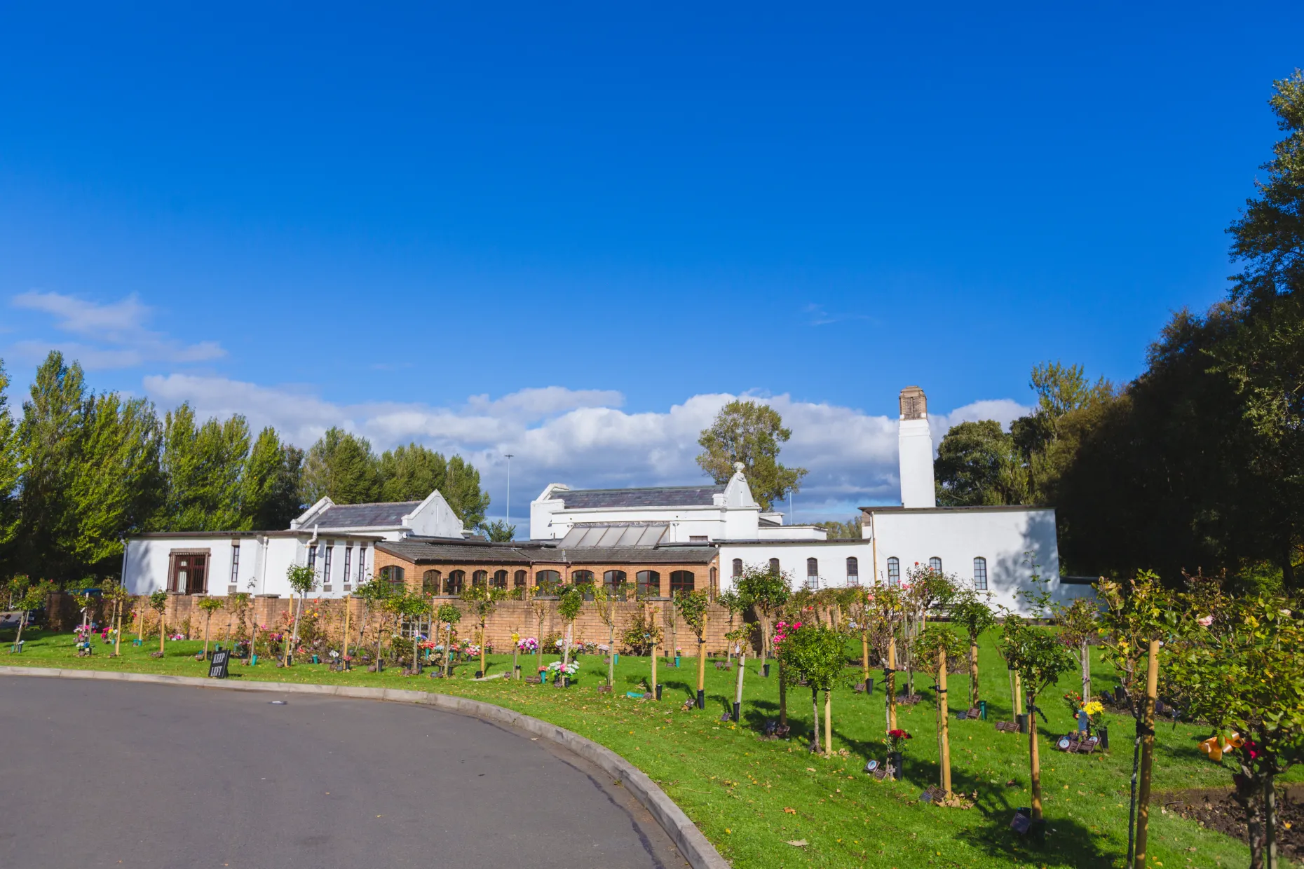 Roses in memorial grounds