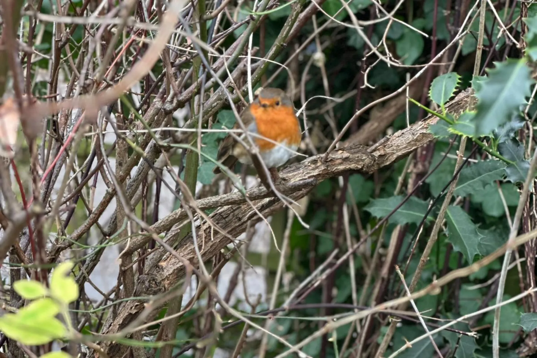 Robin in tree