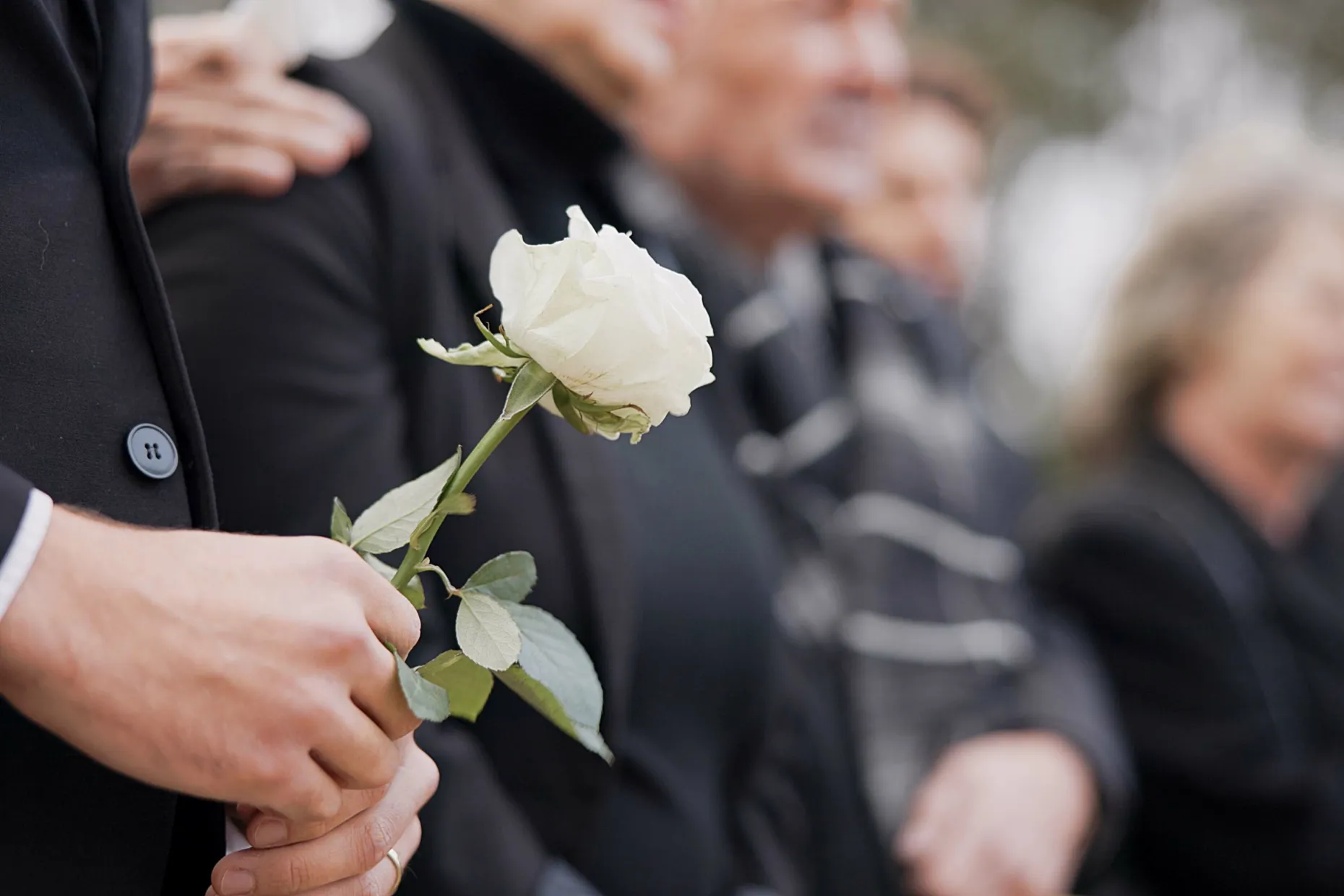 Person holding white rose